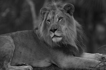 African male lion portrait. Miami Metro Zoo, Miami, Florida, USA.   © Yan