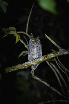 Owl with bright yellow eyes perching on tree branch at night