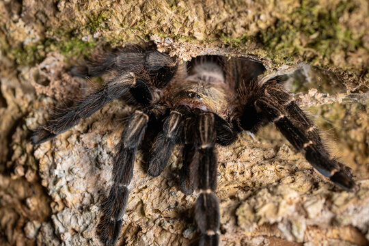 Tarantula spider peeking from its natural burrow