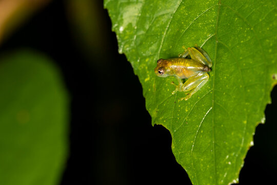 Glass frog resting on a green leaf in rainforest habitat