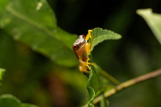 Red-eyed tree frog peeking from green leaf
