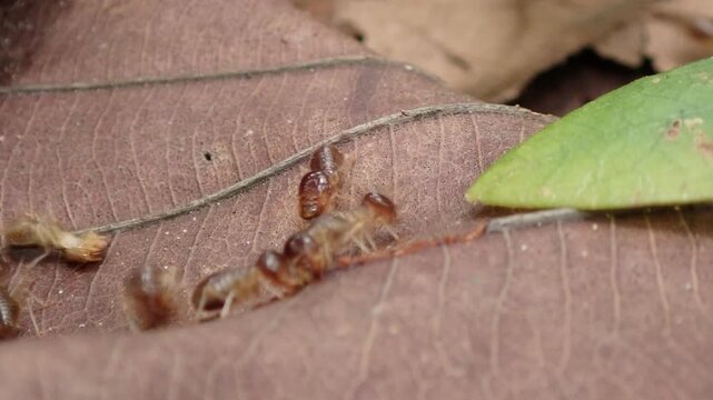 Macro video of soldier termites head-banging to alert the colony