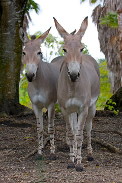 Somali wild ass pair. Miami Metro Zoo, Miamia, Florida, USA.	
