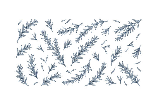 Seamless vector pattern with hand drawn outline rosemary sprigs and leaves on white background