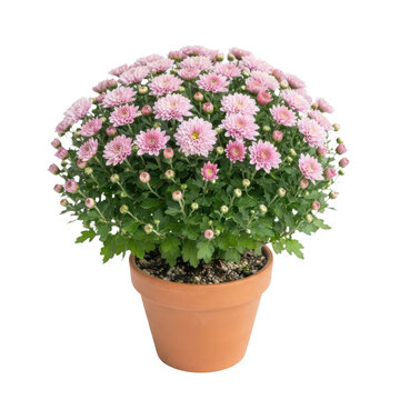 Beautiful pink chrysanthemum flowers in a terracotta pot isolated on transparent background
