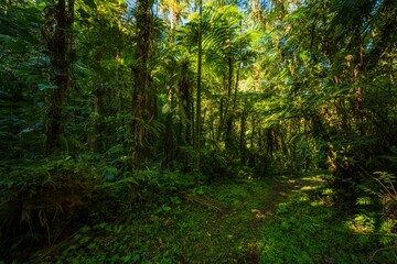 Fototapeta premium Lush green trail winding through the dense vegetation, ferns, and towering trees of the Brazilian Atlantic Forest (Mata Atlântica) in South America.