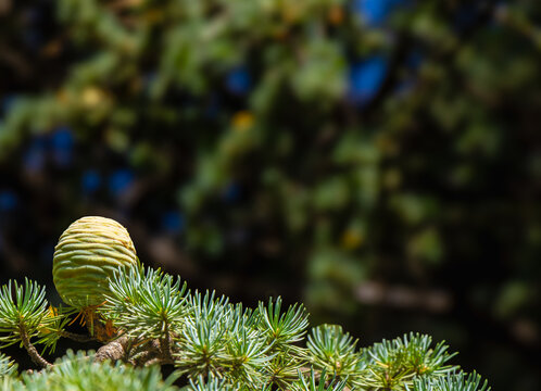 Young cedar cone on evergreen branch with blue green needles against a dark blurred garden background