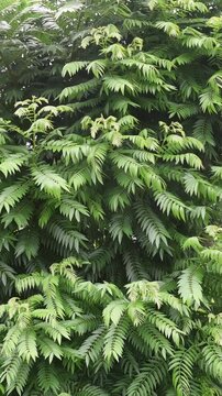 dense green ailanthus altissima tree leaves, vibrant tree of heaven foliage with pinnate leaflets, taken in 60fps