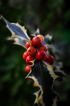 Variegated holly plant growing in nature, showcasing its vibrant red berries and distinctive green and white leaves, symbolizing winter and holiday seasons