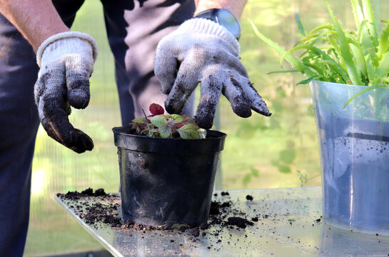 A man's gloved hands over a Plectranthus plant in a pot with scattered soil on a glass table on a sunny summer day in the garden. Repotting plants - color horizontal photo, close-up