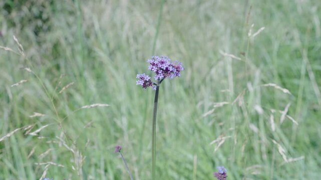 Wildflower nature. Purple vervain flower plant. Flowering vervain plant outdoor. 4k foitage. Wild vervain flower in field. Wildflower in meadow