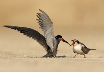 Obraz premium White-cheeked Tern feeding its chick at Tubli coast, Bahrain