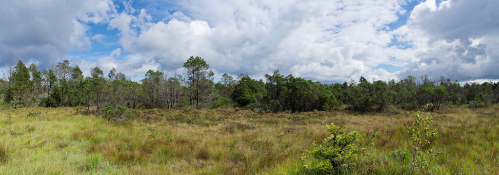 Ellbach- und Kirchseemoor, one of the oldest nature r&eacute;serve in Bavarian Alps, idyllic peat bog landscapes, rich in flora, south of Lake Kirchsee, near Tegernsee