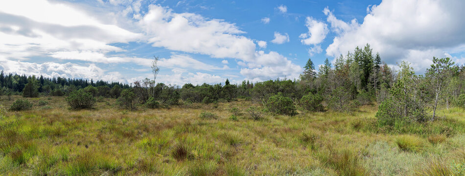  Ellbach- und Kirchseemoor in Bavarian Alps near Sachsenkam and Kirchsee. Peatland landscapes rich in diverse flora, covered with dwarf shrubs and conifers in a protected nature reserve