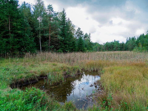 Ellbach- und Kirchseemoor Nature Reserve in Bavarian Alps. Landscapes of heath and wetlands, peat bogs and bamboos surrounded by dense, bushy forest around Kirchee Lake near Sachsenkam