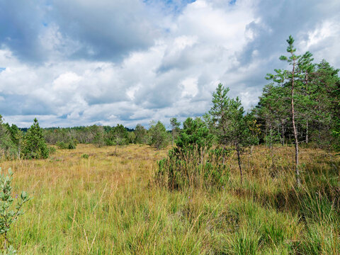  Ellbach-Kirchseemoor nature reserve in Bavarian Alps. Idyllic peatland landscapes, rich in flora and fauna, including colorful blooms and dotted with dwarf conifers such as mugo pines