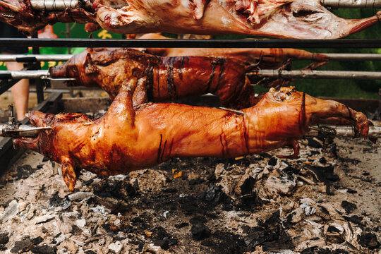 Whole pigs roast on spits over charcoal at an outdoor food event. Traditional barbecue scene for gastronomy, catering, tourism and food promotion.