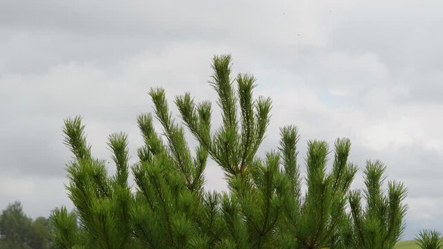 Lush green needle-covered branches of a young pine tree extend upward and sway gently beneath an overcast summer sky.