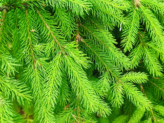 Fresh green spruce branches texture macro background for Christmas holiday design and environmental nature concept © Trik