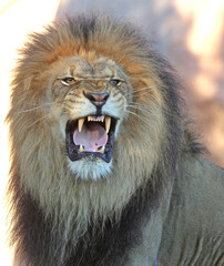 African male lion portrait. San Diego Zoo, California, USA. © Yan