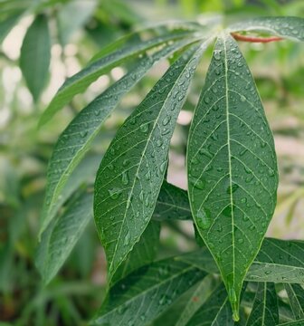 Fresh green cassava leaves covered with water droplets after rain in a garden