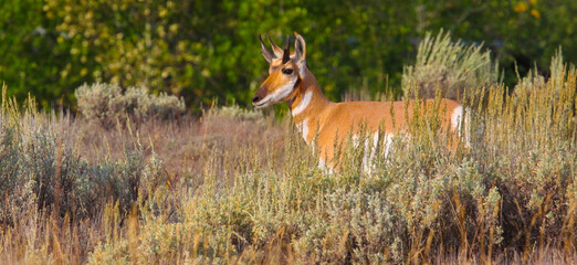 Male pronghorn profile portrait. Yellowstone National Park, Wyoming, USA. © Yan