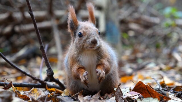Wild fluffy squirrel gnawing nuts at forest. Cute brown rodent eating found walnuts at autumn park. Portrait to small sciurus chewing food outdoor. Concept of wildlife