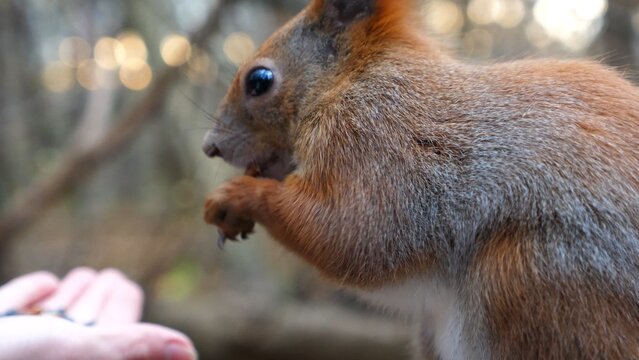 Wild fluffy squirrel taking nuts from female arm and gnawing it outdoor. Cute rodent eating food from hand of young girl at forest. Woman feeding hungry small sciurus to walnuts at autumn park