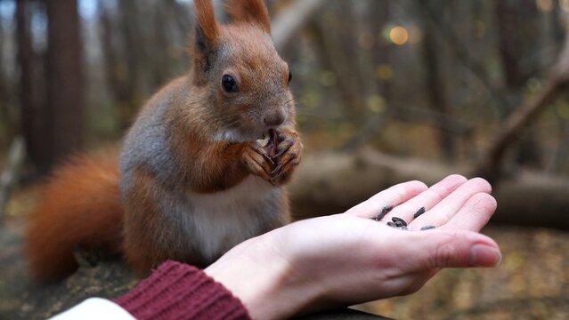 Wild fluffy squirrel taking nuts from female arm and gnawing it outdoor. Cute rodent eating food from hand of young girl at forest. Woman feeding hungry small sciurus to walnuts at autumn park