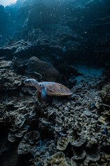 Hawksbill sea turtle swimming over tropical coral reef in deep blue ocean. © PIPE DIVE UNDERWATER