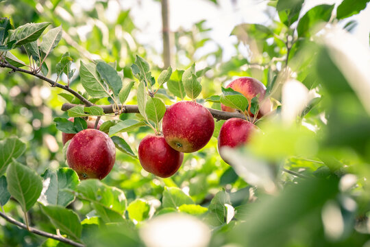 Tasty red apples hanging on a tree branch on a fruit farm during harvest time
