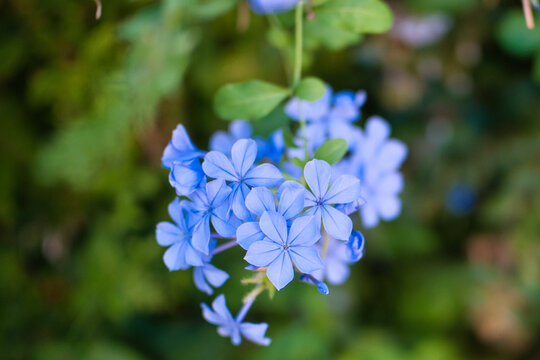 Plumbago auriculata in bloom &ndash; Class Magnoliopsida