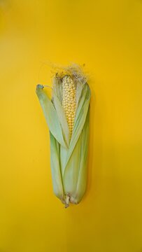 Top view of a slightly opened corn cob in leaves on a yellow background. One object, a copy-space. Studio subject shooting, soft light. Vertical photo