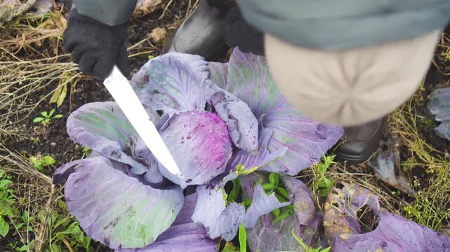 Top view shows a dedicated farmer cutting red cabbage in an autumn field. This diligent gardener gathers the harvest with rhythmic motion, celebrating traditional seasonal produce.