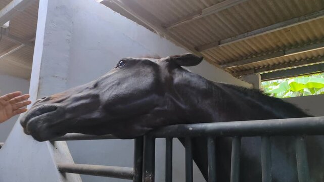 Close up of a beautiful black horse being gently pet by a human hand on its muzzle in a stable.