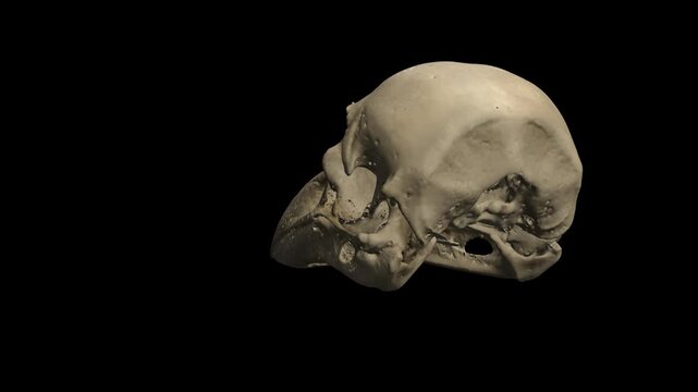 3D Raven Skull Head Rotating Render Isolated on Transparent Background