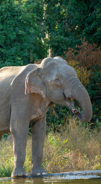 Sri Lankan Elephant Drinking at Waterhole in Forest Edge Sri Lanka