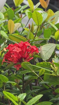 BRAZIL - CIRCA 2026: Vertical view of a cloudless sulphur butterfly feeding on red ixora flower and flying away in slow motion.