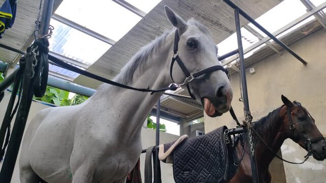 Beautiful white horse standing patiently in cross ties at a stable grooming area. Grey horse wearing a black halter tied up in a rustic farm barn with a saddle in the background.