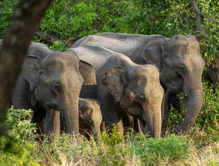 Sri Lankan Elephant Family Moving Through Forest Edge in Sri Lanka © Prasanna