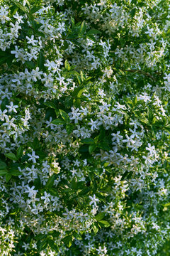 AI generator images of jasmine plant is in full bloom, covered with blossoms. Jasmine flowers are highly fragrant and are popularly used for making floral garlands and jasmine tea.