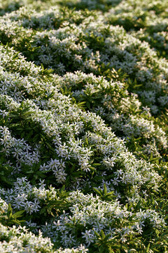 AI generator images of jasmine plant is in full bloom, covered with blossoms. Jasmine flowers are highly fragrant and are popularly used for making floral garlands and jasmine tea.