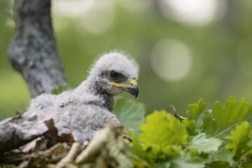 Obraz premium Common Buzzard (Buteo buteo), young