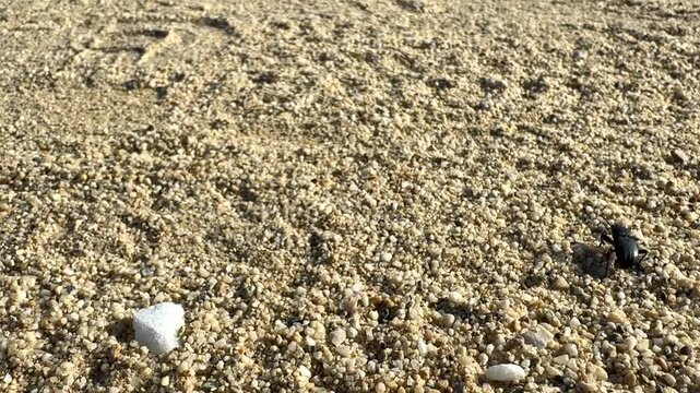 POV shot following a darkling beetle crawling on gravel ground