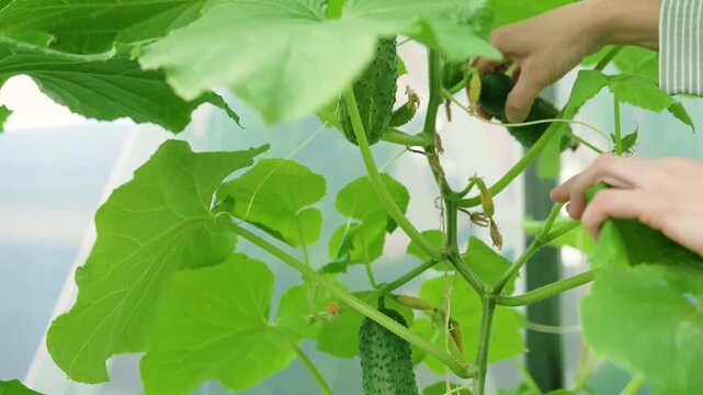 Close-up of a healthy cucumber plant thriving as an unripe fruit develops on the vine. This organic crop showcases vibrant growth in a controlled greenhouse environment.