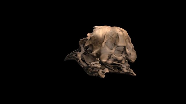 3D Penguin Skull Head Rotating Render Isolated on Transparent Background
