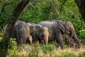 Sri Lankan Elephant Family Moving Through Forest Edge in Sri Lanka © Prasanna