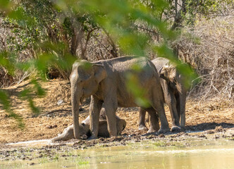 Sri Lankan Elephant Family Resting at Muddy Waterhole in Dry Zone Forest Sri Lanka © Prasanna