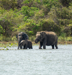 Sri Lankan Elephant Family Wading Through Shallow Water in Dry Zone Forest Sri Lanka © Prasanna