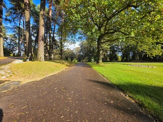 Fototapeta premium Low Angle Asphalt Walkway Surrounded by Tall Trees in Autumn Park 